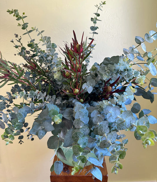 Begonia Rex Fireworks 6" HB